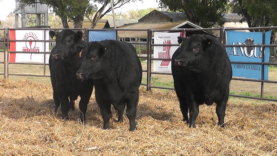Lote TOROS ANGUS NEGROS PC