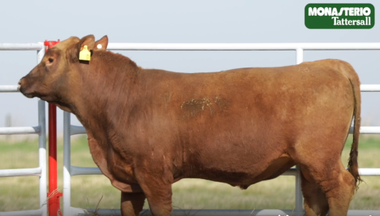 Lote TOROS GENERALES, CONTROLADOS Y REGISTRADOS