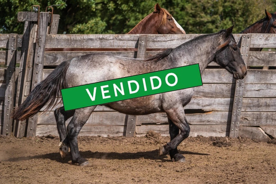 Lote MENTADO RODILLO