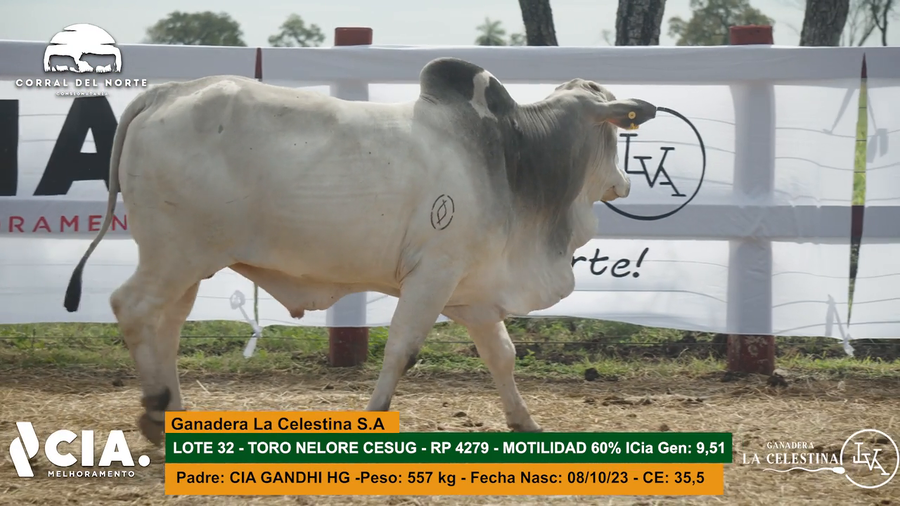 Lote 