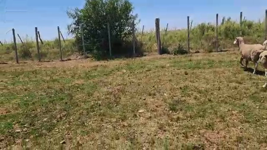 Lote 120 Piezas de Cría