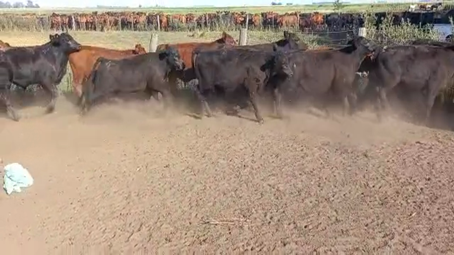 Lote 70 Terneros en Daireaux, Buenos Aires