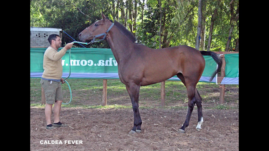 Lote CALDEA FEVER