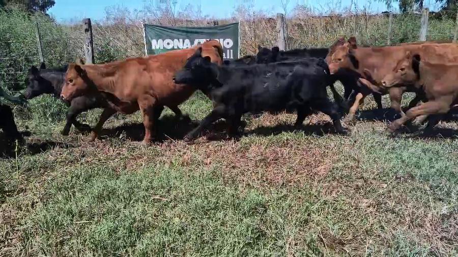 Lote 62 Terneras en Coronel Suarez