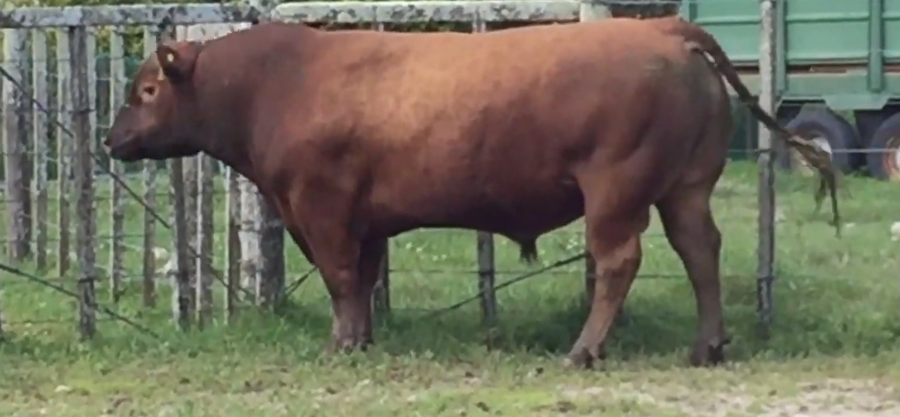 Lote Toros a remate en Cabaña Rebenque , Florida