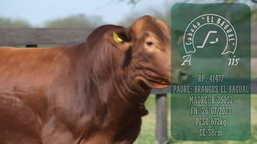 Lote Toro