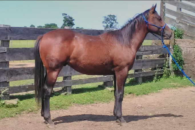 Lote SALAMERO POINT DE MOROCHA