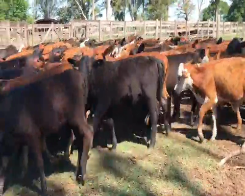 Lote 120 Terneros/as en Gran Guardia, Formosa