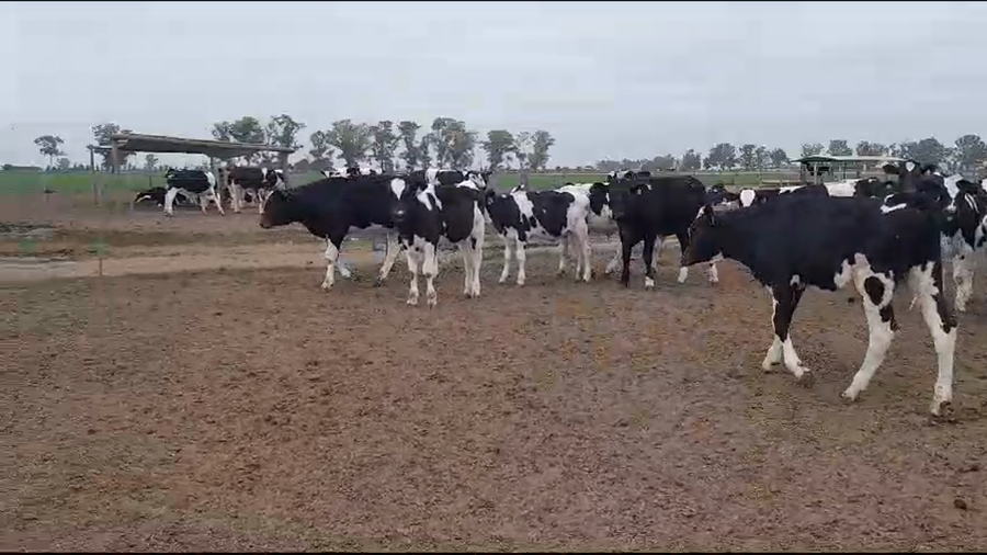 Lote 80 Novillitos Holando Argentino en Morteros, Córdoba