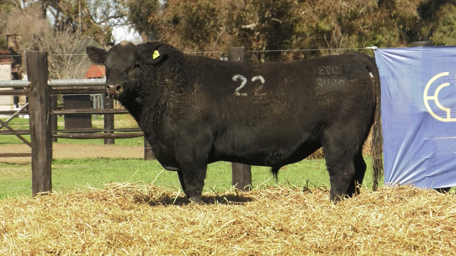 Lote TOROS ANGUS PURO CONTROLADO