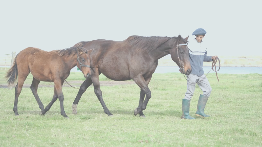 Lote BELUSHI SWEET (CARIBEAN NIGHT -  BASHA GIRL) PREÑADA y C/CRÍA AL PIE