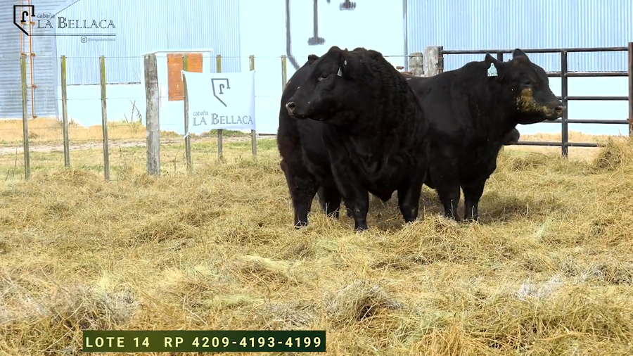 Lote TOROS PUROS DE PEDIGREE