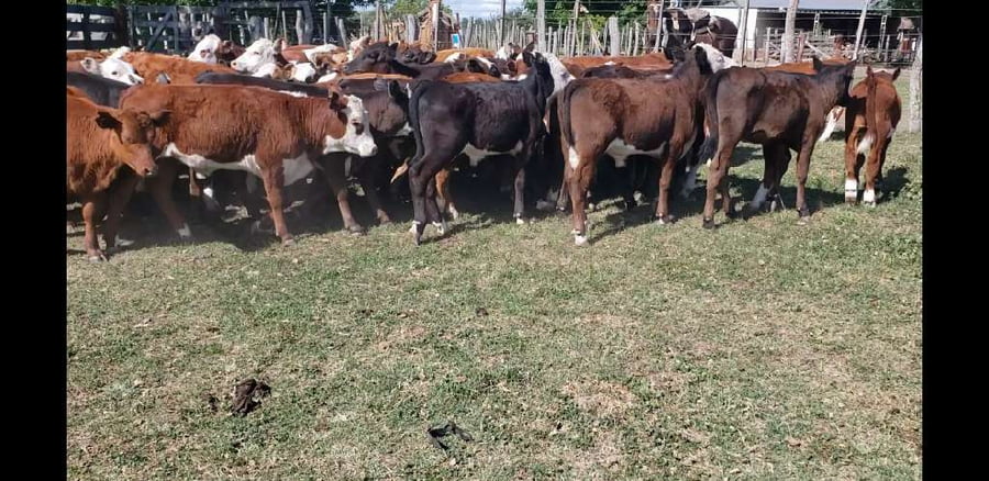 Lote 85 Terneros/as en Villaguay, Entre Ríos