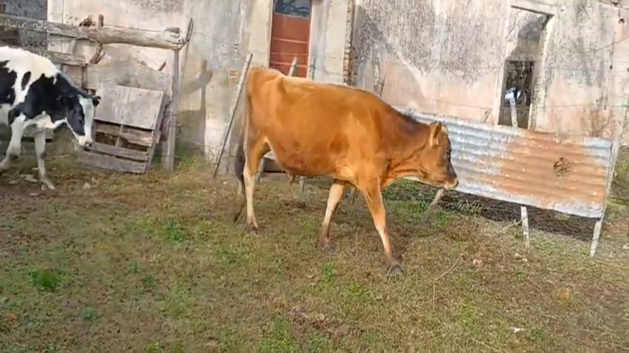 Lote (Vendido)2 Novillos Holando a remate en #45 Pantalla Carmelo  230kg -  en Monzon