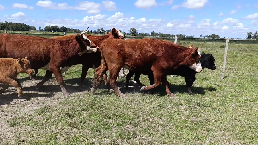 Lote 100 PIEZAS DE CRIA
