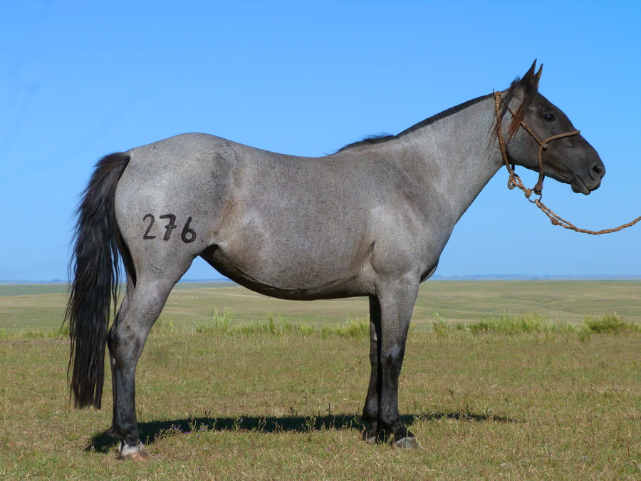 Lote Hiedra del Cerro Grande