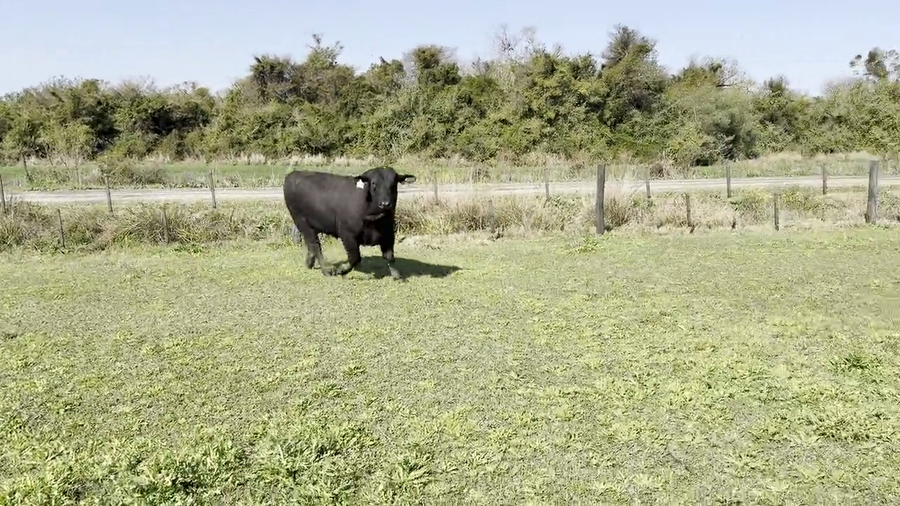 Lote Toros Cabaña "El Quebracho"