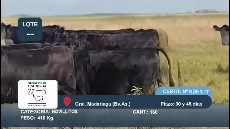 Lote 160 Novillitos en Buenos Aires, Gral. Madariaga