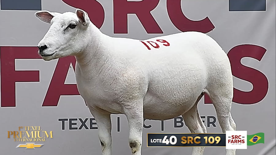 Lote Borregas a remate en 1º Texel Premium Internacional, Brasil