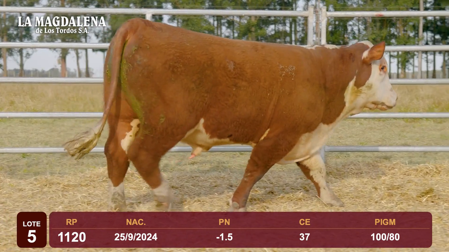 Lote Lote 5 - Hereford