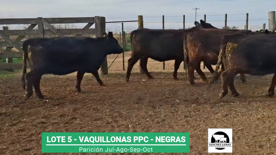 Lote VAQUILLONAS PPC NEGRAS