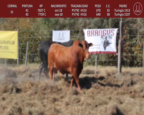 Lote TOROS BRANGUS DE CABAÑA LA TURINGIA
