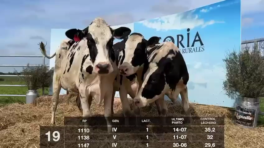 Lote VACAS EN PRODUCCIÓN