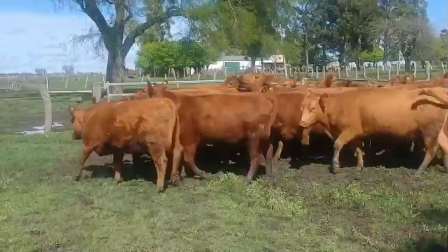 Lote 29 Vaquillonas preñadas