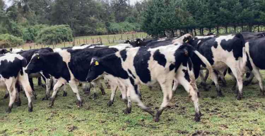 Lote 60 Novillo Engorda en Osorno,  X Región Los Lagos