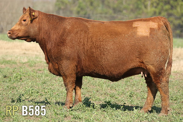 Lote 4 VAQUILLONAS PREÑADAS PURAS DE PEDIGREE