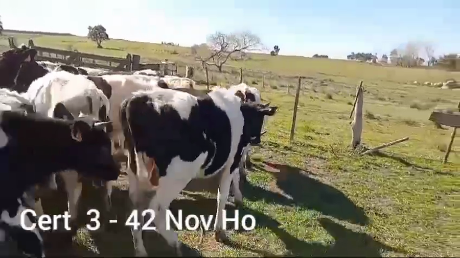 Lote NOVILLOS DE 1 A 2