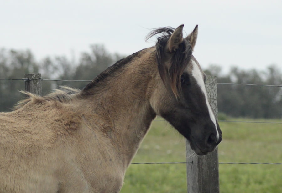 Lote ARBUSTO DEL ARERUNGUA