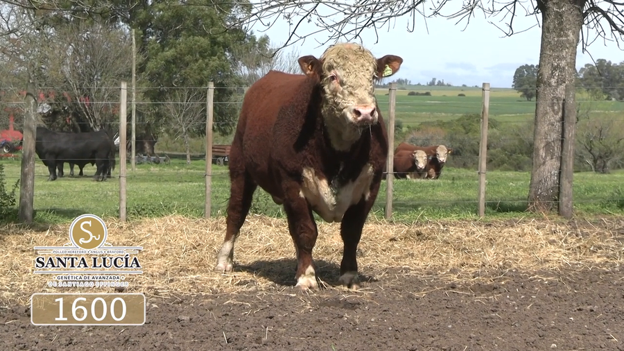 Lote Polled Hereford
