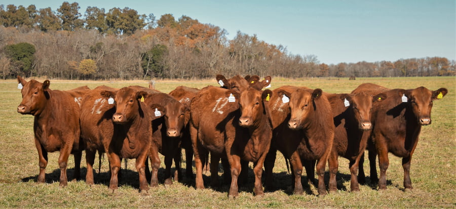 Lote Vaquillonas Angus PC Primavera