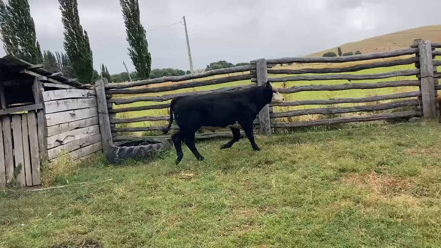 Lote 40 Ternero en Coyhaique, XI Región Aysén