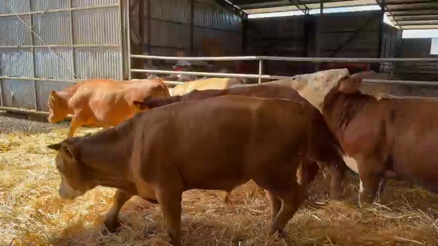 Lote 45 Novillo Engorda en Lautaro, IX Región Araucanía