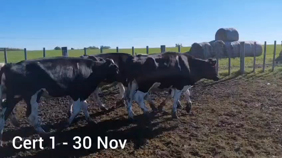 Lote NOVILLOS 1 A 2 AÑOS