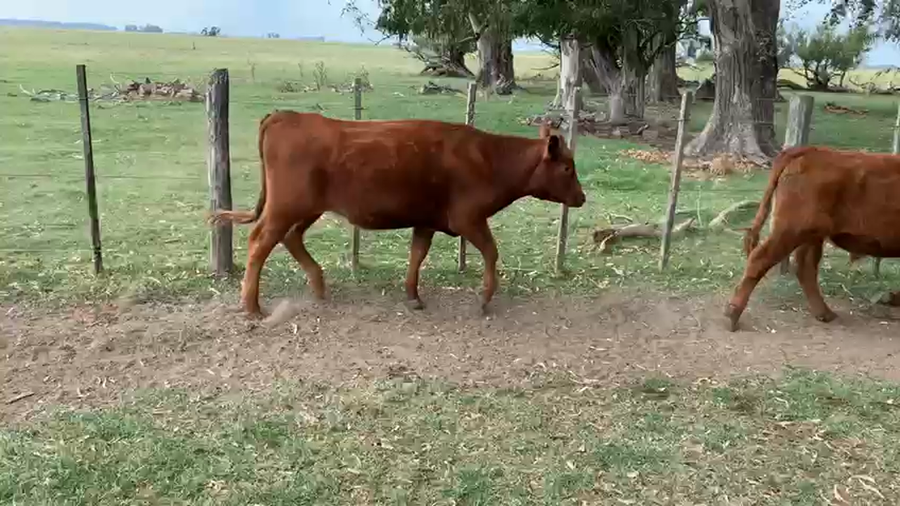 Lote 82 Terneros/as en Buenos Aires, Las Flores