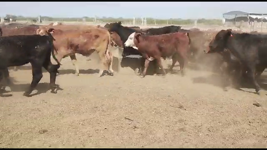Lote 130 Terneros en La Banda, Santiago del Estero