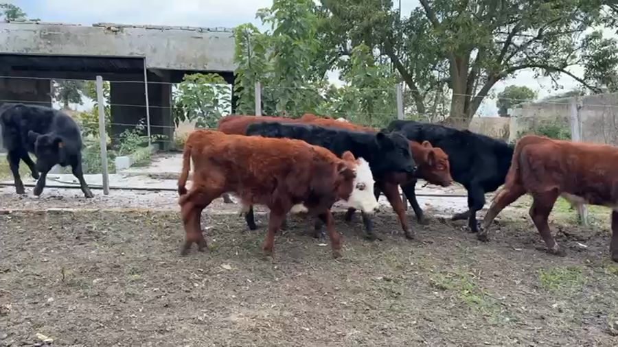 Lote TERNEROS