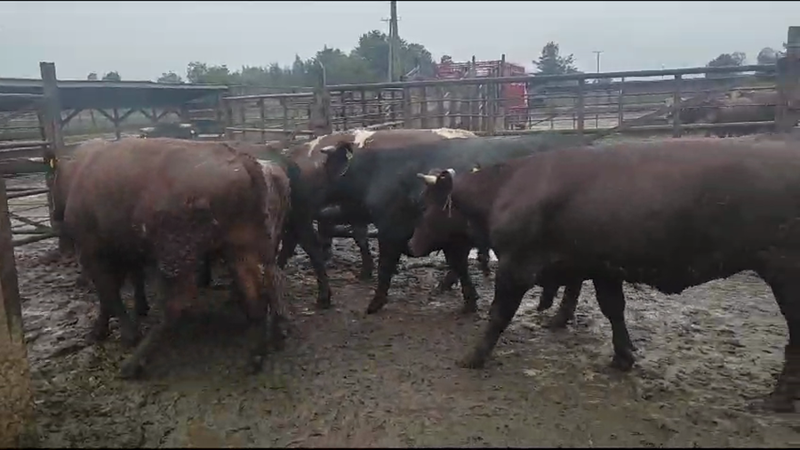 Lote 40 Novillo Gordo en Los Ángeles, VIII Región Biobío