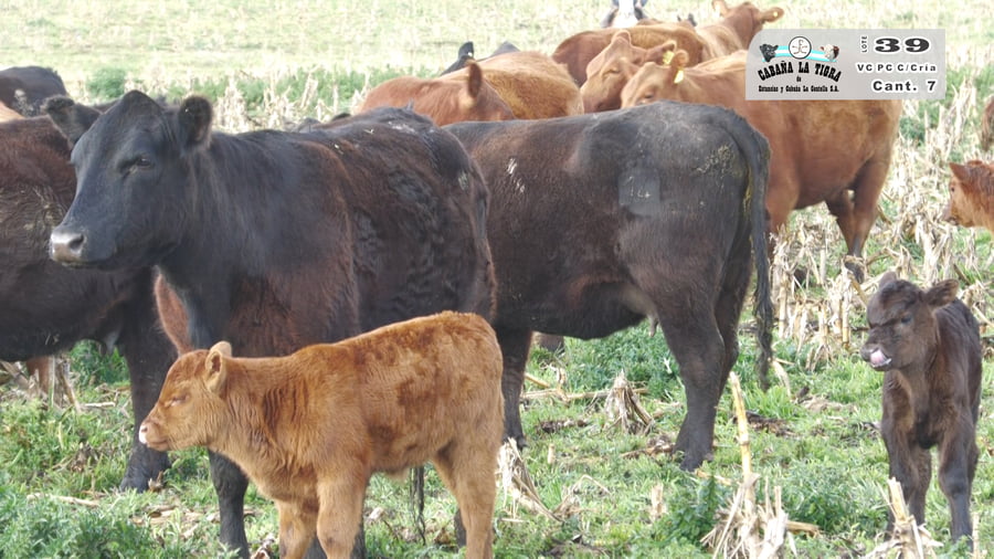 Lote VAQUILLONAS PC COLORADAS PARIDAS