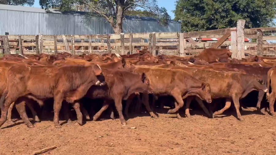 Lote 132 Terneros/as en Santo Tomé, Corrientes