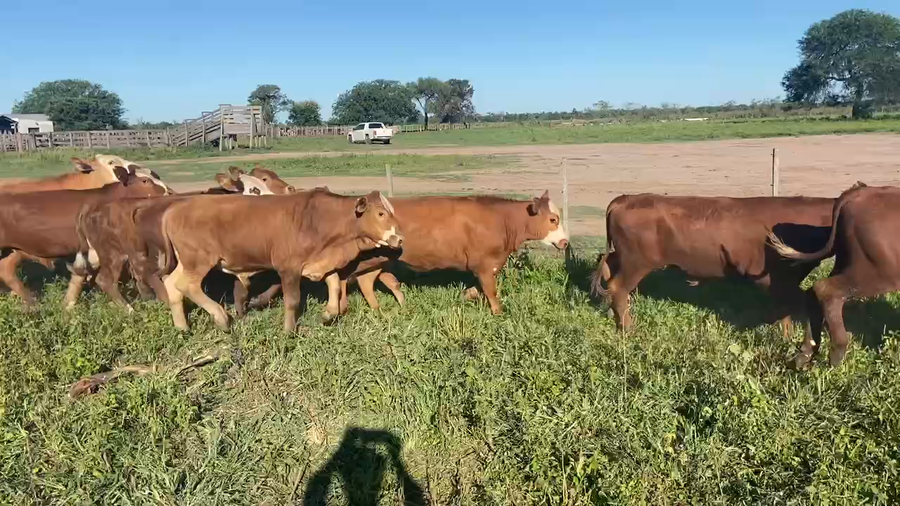 Lote 95 Terneros en Pirané, Formosa