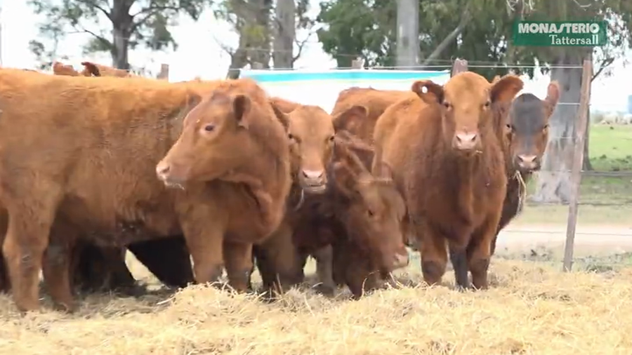 Lote Terneras Tres Molinos