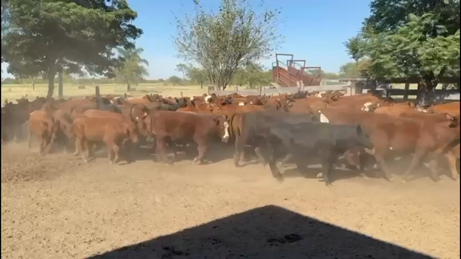 Lote 118 Terneros