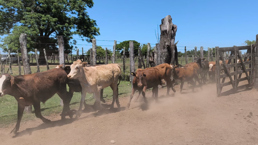 Lote 140 Terneros/as