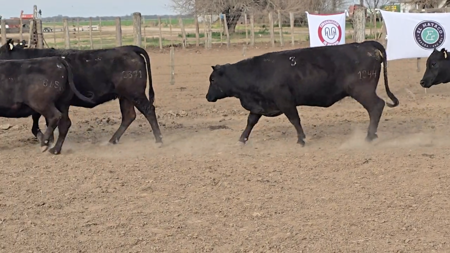 Lote Vacas de El Mataco