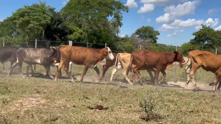Lote 120 Terneros/as en Corrientes, Saladas