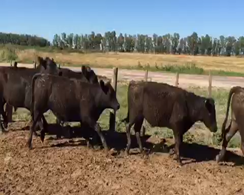 Lote 60 Novillitos en Brandsen, Buenos Aires